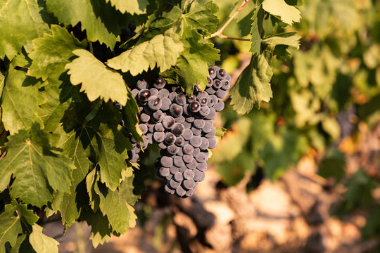 Grande grappe de raisin rouge en gros plan entour&eacute;e de feuilles vertes sur un pied de vigne, &eacute;t&eacute;