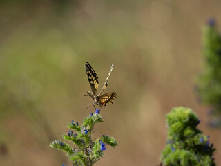 Schwalbenschwanz (Papilio machaon) © Lothar Lenz