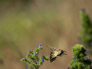 Schwalbenschwanz (Papilio machaon) © Lothar Lenz