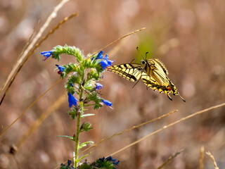 Schwalbenschwanz (Papilio machaon) © Lothar Lenz