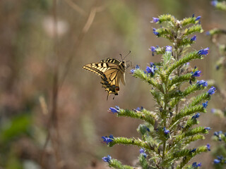 Schwalbenschwanz (Papilio machaon) © Lothar Lenz