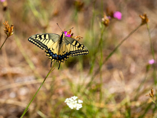 Schwalbenschwanz (Papilio machaon) © Lothar Lenz
