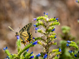 Schwalbenschwanz (Papilio machaon) © Lothar Lenz