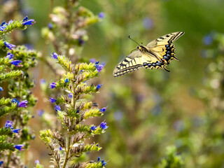 Schwalbenschwanz (Papilio machaon) © Lothar Lenz