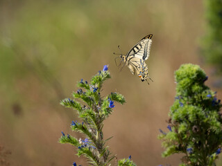 Schwalbenschwanz (Papilio machaon) © Lothar Lenz