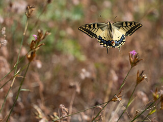 Schwalbenschwanz (Papilio machaon) © Lothar Lenz