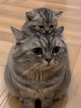 British Shorthair cat sitting on wooden floor. Cute gray tabby kitten with expressive eyes looking up indoors.