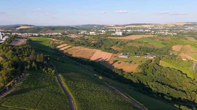 Vineyards, Trier cityscape, Petrisberg district, moselle valley, aerial view, summer landscape rhineland palatinate, Germany