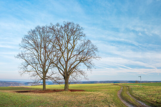 Landschaft mit kahlen B&auml;umen, leeren Feldern und Feldweg im Winter, Sachsen-Anhalt, Deutschland