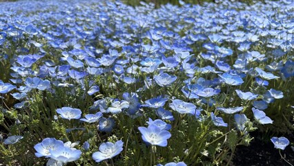 A dense nemophila field fills the frame with countless blue blossoms and pale white centers, creating a soft floral carpet under bright daylight for garden, landscape, and travel themes © なにがしあれこれ