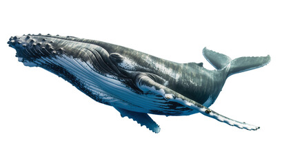 Majestic humpback whale swimming underwater, isolated on transparent background © Ruslan