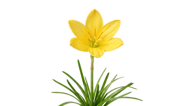 Yellow rain lily flower on white background, blooming zephyranthes citrina with green leaves, vibrant spring floral botanical element