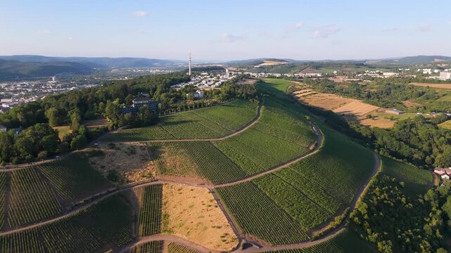 Vineyards, Trier cityscape, Petrisberg district, moselle valley, aerial view, summer landscape rhineland palatinate, Germany