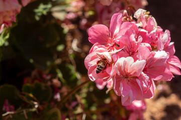 Fluffy honeybee sits inside bright pink geranium flower petal collecting sweet nectar on sunny summer day in botanical garden closeup. © Pasha