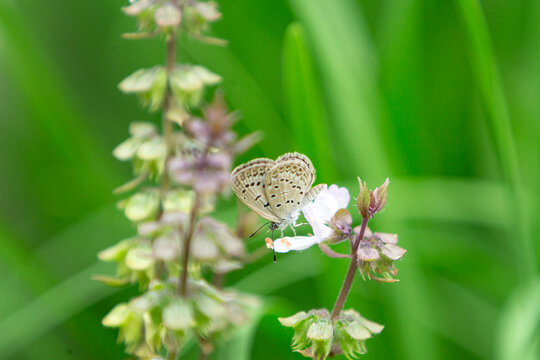 Macro shot of a Pale Grass Blue butterfly feeding on basil flowers.