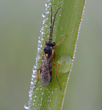 Ichneumon wasp Pimpla rufipes sitting on a dew-covered grass blade