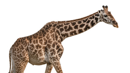 Obraz premium Tall giraffe with brown and tan patterned fur, isolated on transparent background