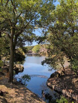 Nara Park Pond with Ukimido Pavilion and Cherry Blossoms