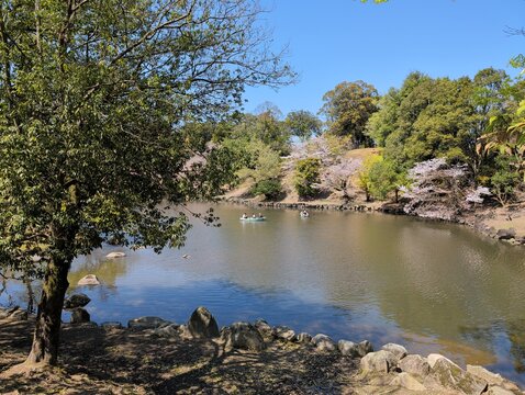 Nara Park Pond with Cherry Blossoms and Rowboats in Spring