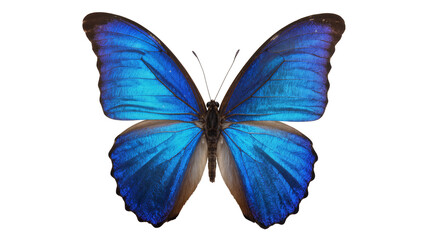 Vibrant blue morpho butterfly with intricate wing patterns, isolated on transparent background © Ruslan