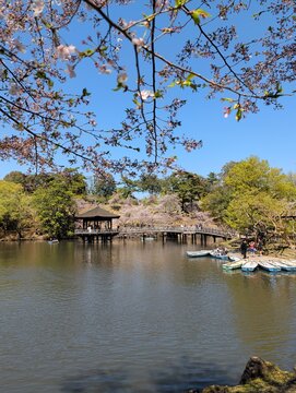 Ukimido Pavilion Nara Park Cherry Blossoms Spring