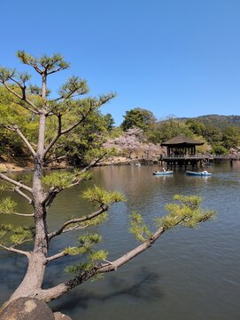 Nara Park Ukimido Pavilion Cherry Blossoms and Rowboats