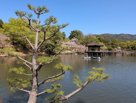 Ukimido Pavilion Nara Park Pond with Cherry Blossoms and Rowboats