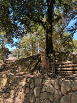 Wild Deer by Ancient Stone Wall in Nara Park Japan