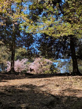 Nara Park Deer Among Cherry Blossoms Japan Spring