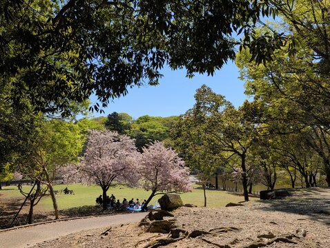 Cherry Blossom Hanami Picnic in Nara Park Japan