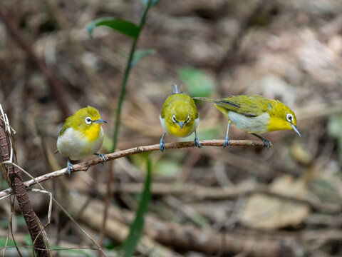 Three Ryukyu White-eyes Lined Up on a Branch