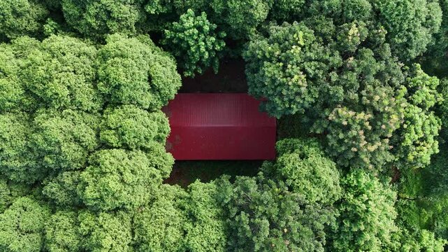 Drone footage begins above the lush canopy of a Hopea odorata forest in Dak Lak, Vietnam, then slowly descends to reveal a secluded cabin hidden beneath the towering tropical hardwood trees. The smoot