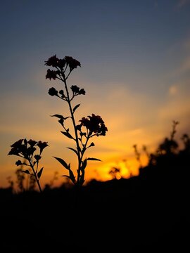 Silhouette of flowering bush against sunset sky, greenery, nature photography