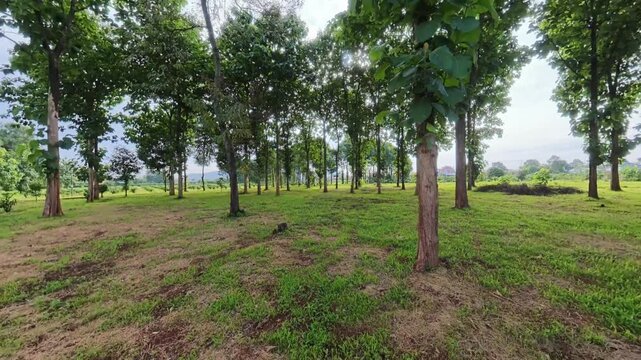 FPV drone footage flying smoothly through a sparse Hopea odorata forest in Dak Lak, Vietnam. The immersive low-altitude flight weaves between tall tropical hardwood trees