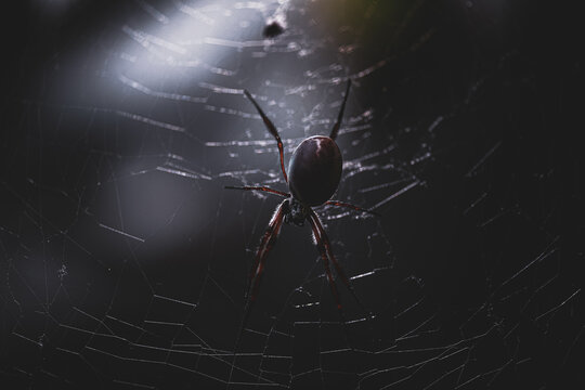 Silhouetted spider suspended in illuminated orb web at night