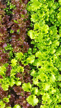 Vibrant contrast of fresh green and deep red lettuce plants growing in rich soil, showing healthy organic cultivation, concept of agriculture and natural food vertical photo