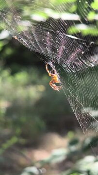 Macro shot of an orange spider resting on its web in a summer forest. Bright sunlight hits the delicate silk threads, creating beautiful iridescent rainbow reflections against a blurred green bokeh.
