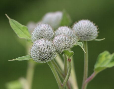 Arctium tomentosum (woolly burdock) wild flowering plant