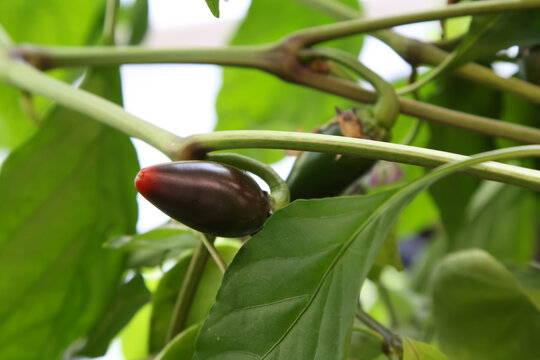 Close-Up View of a Ripening Dark Purple and Red Pepper