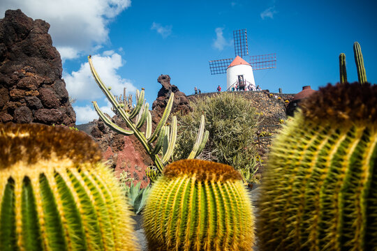 Jardin de Cactus designed by Cesar Manrique in Guatiza, Lanzarote. Traditional windmill rising above the famous Cactus Garden in Lanzarote.