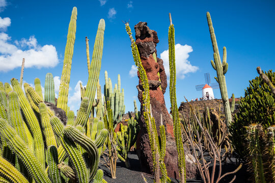 Jardin de Cactus designed by Cesar Manrique in Guatiza, Lanzarote. Traditional windmill rising above the famous Cactus Garden in Lanzarote.