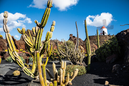Jardin de Cactus designed by Cesar Manrique in Guatiza, Lanzarote. Traditional windmill rising above the famous Cactus Garden in Lanzarote.