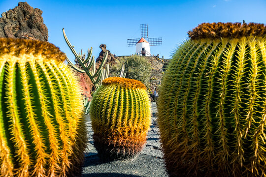 Jardin de Cactus designed by Cesar Manrique in Guatiza, Lanzarote. Traditional windmill rising above the famous Cactus Garden in Lanzarote.