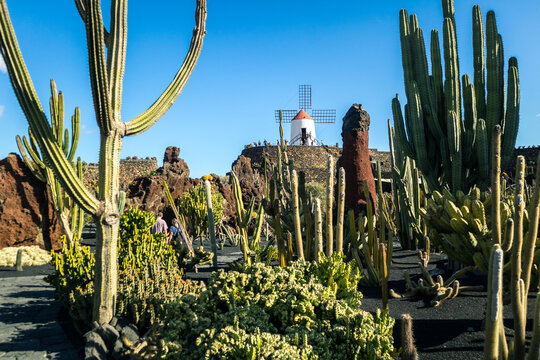 Jardin de Cactus designed by Cesar Manrique in Guatiza, Lanzarote. Traditional windmill rising above the famous Cactus Garden in Lanzarote.