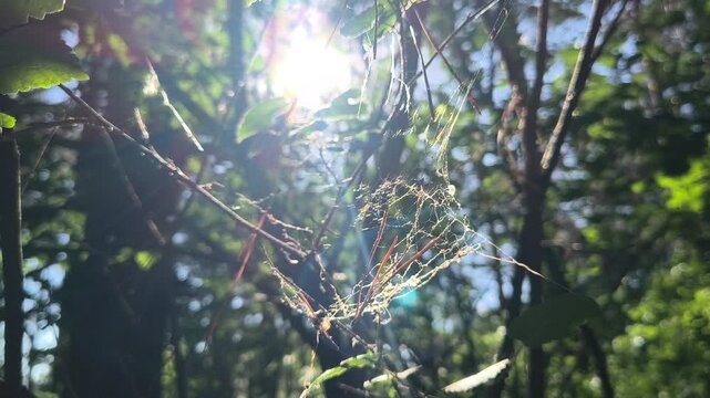 Macro shot of an orange spider resting on its web in a summer forest. Bright sunlight hits the delicate silk threads, creating beautiful iridescent rainbow reflections against a blurred green bokeh.