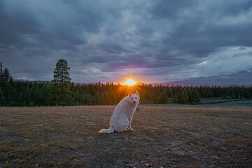Majestic white dog sitting on meadow looking at camera at sunset golden hour. Fluffy husky pet resting in remote scenic wilderness forest landscape under dramatic cloudy sky. © ANDREY