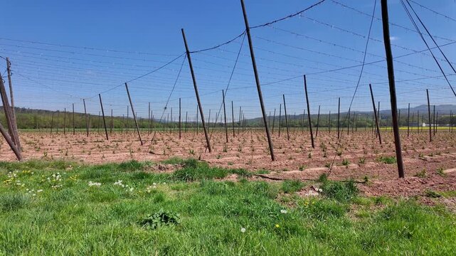 Hop field in spring, tall wooden poles and wire trellis structure over cultivated soil with young plants, green grass with dandelions in foreground, clear blue sky, bright daylight.