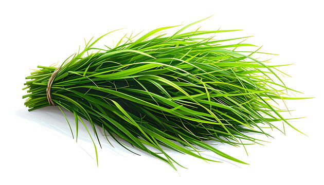 Isolated bunch of fresh green chives tied with twine, ready for culinary use