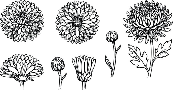 Vintage chrysanthemum flower set with blooming heads buds stem hand drawn engraving line art black vector illustration.