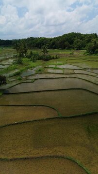 Vertical drone ascends over flooded rice fields, showing paddy rows, palm trees, hills, and rural Bohol